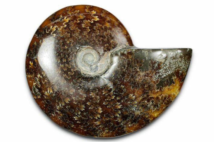 Polished Ammonite (Cleoniceras) Fossil - Madagascar #344287